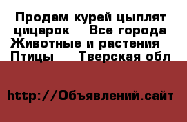 Продам курей цыплят,цицарок. - Все города Животные и растения » Птицы   . Тверская обл.